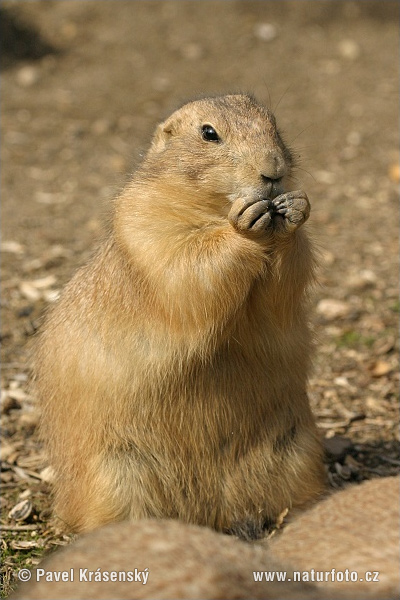 Zwartstaartprairiehond