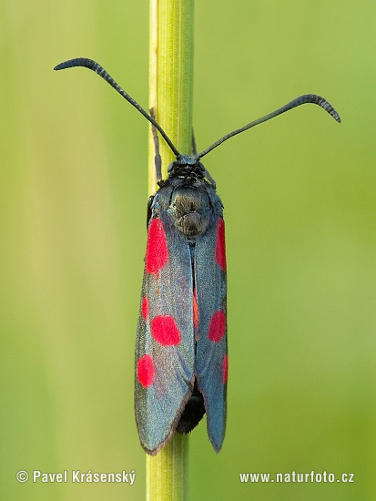 Zygaena angelicae