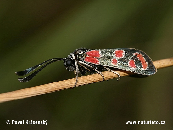 Zygaena carniolica