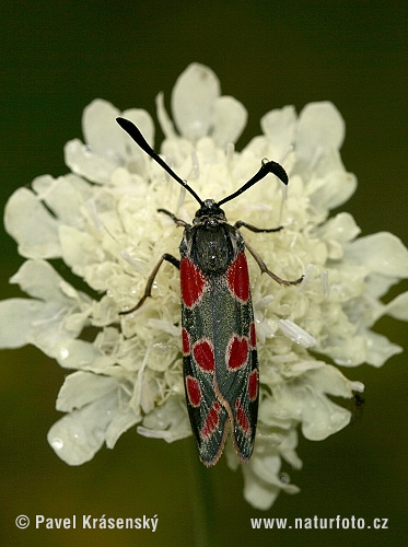 Zygaena carniolica