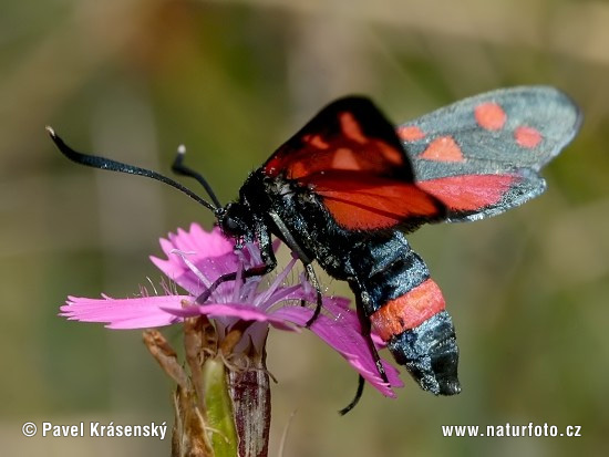 Zygaena ephialtes