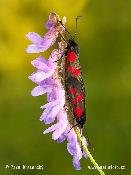 Zygaena viciae