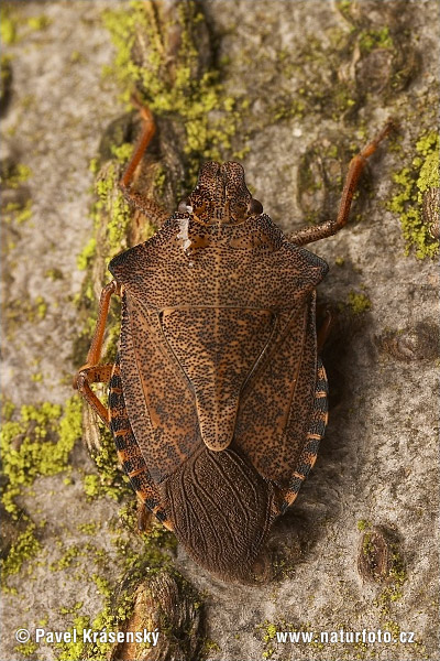 ャイロクチブトカメムシ