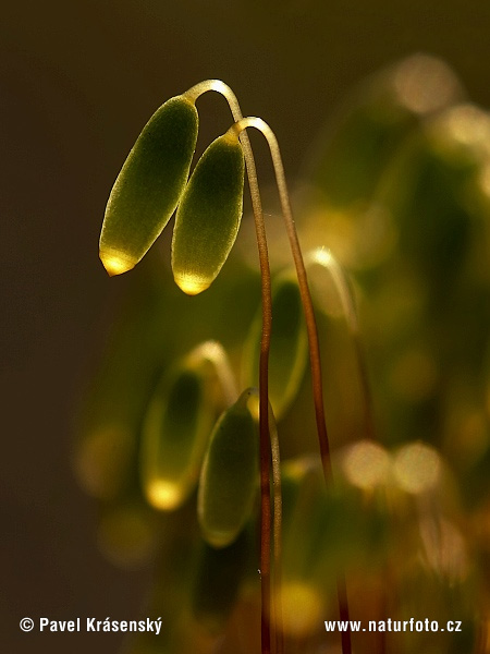 苔藓植物门