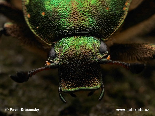 Стракач зялёны