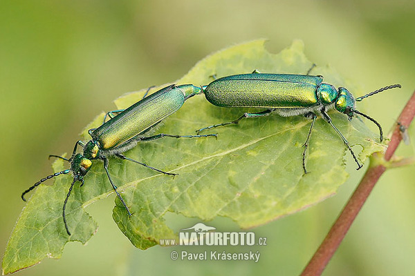 �спанска муха