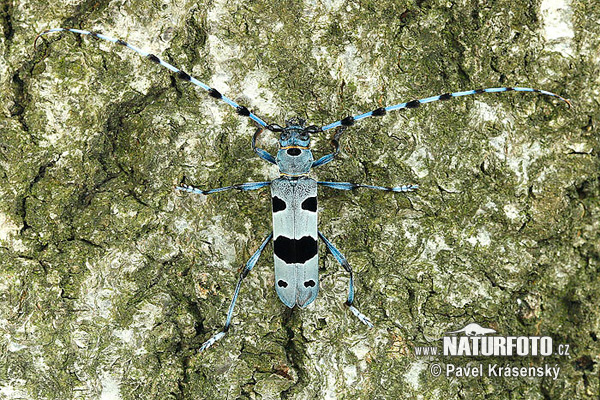 �лпийска розалия