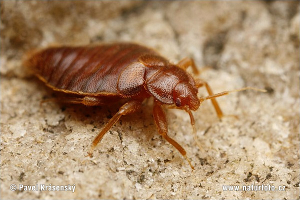 �реватна дървеница