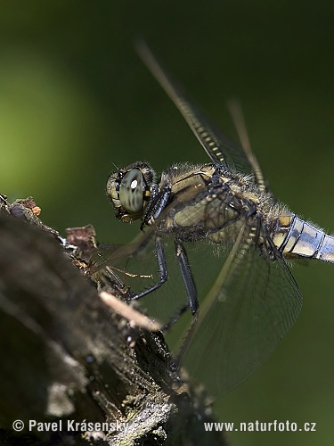 Стрекоза решётчатая