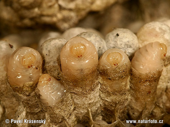 �бикновена оса