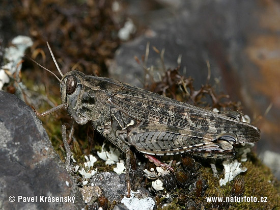 �талиански скакалец