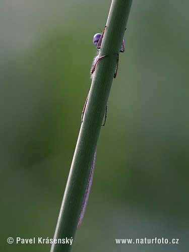 سیالی اڈدی سہنپ
