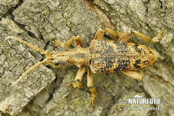 Чернопятнистый рагий