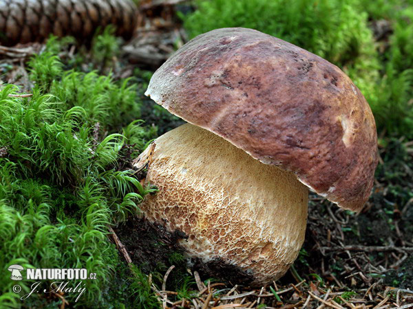 белый гриб сосновый