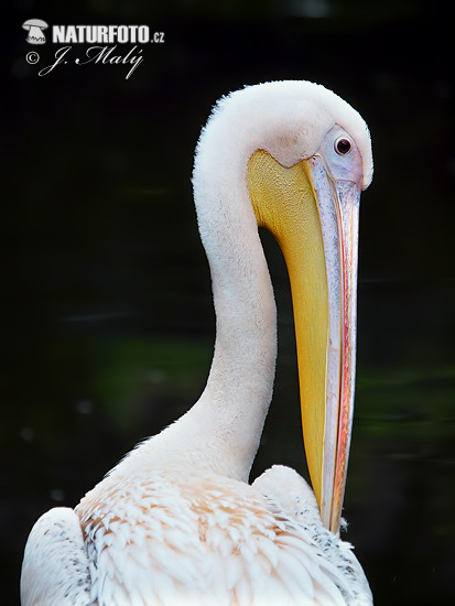 Обичен пеликан