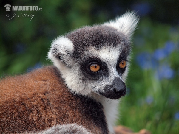 Кошачий лемур