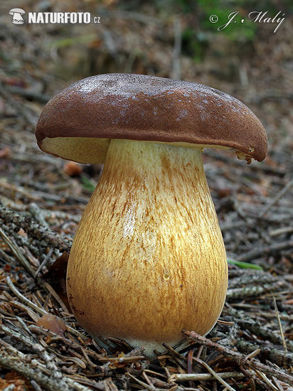 польський гриб