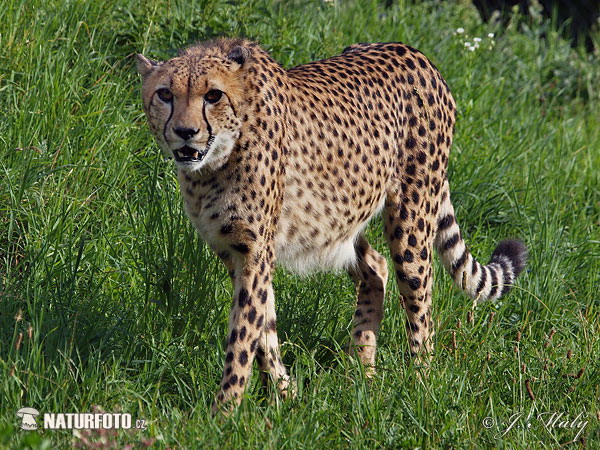 Acinonyx jubatus