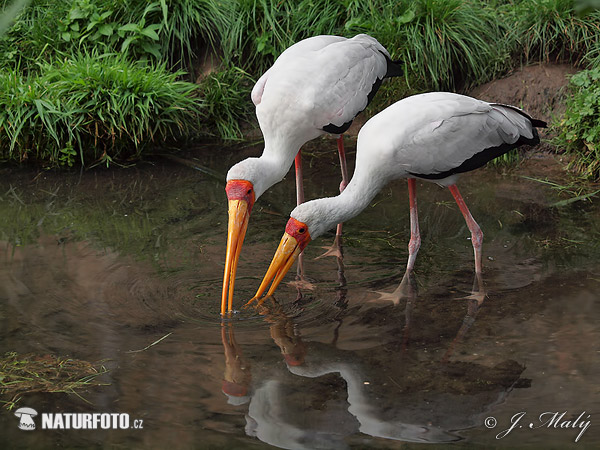 Afrikansk ibisstork