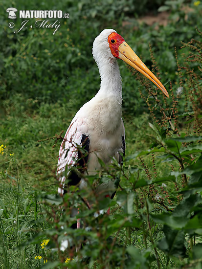 Afrikansk ibisstork