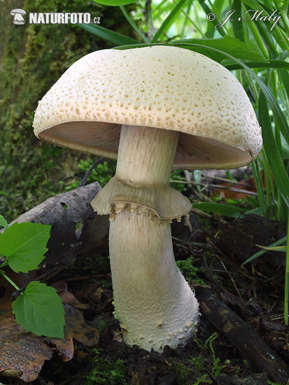 agaric blanc sanguinolent