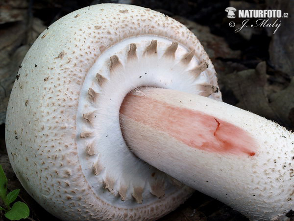 agaric blanc sanguinolent