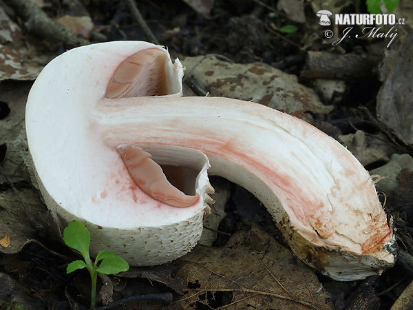 agaric blanc sanguinolent