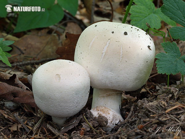 agaric jaunissant