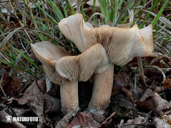 agarico a odore d'iris