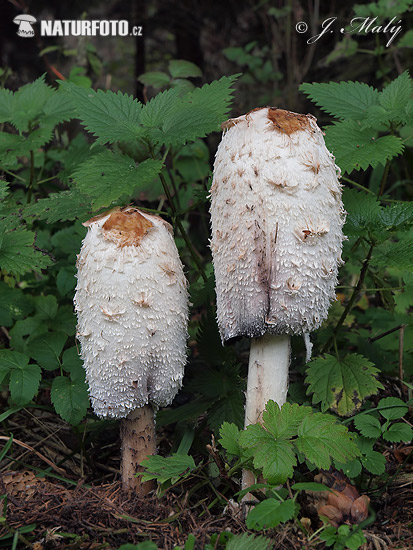 agarico chiomato