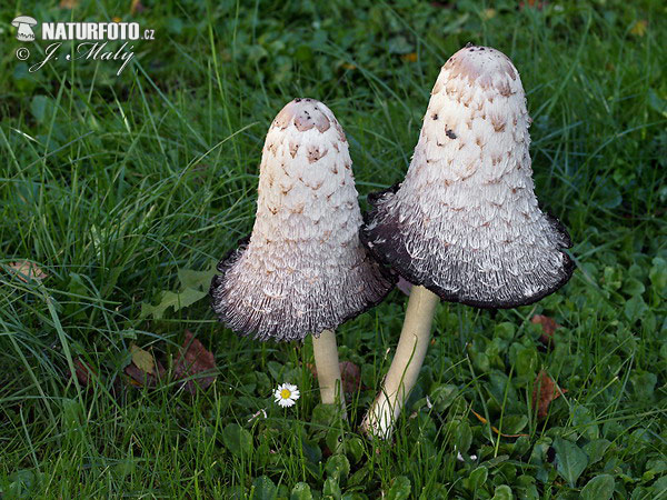 agarico chiomato