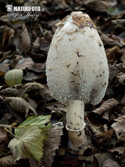 agarico chiomato