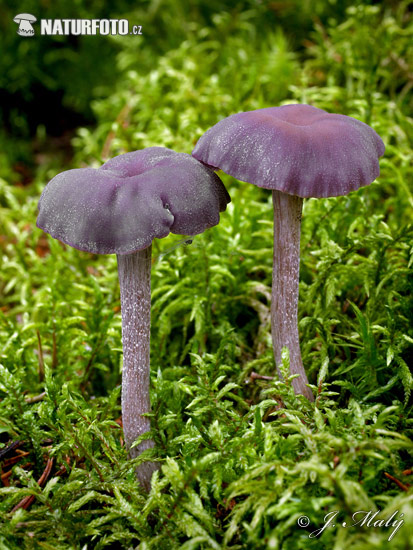 agarico color ametista