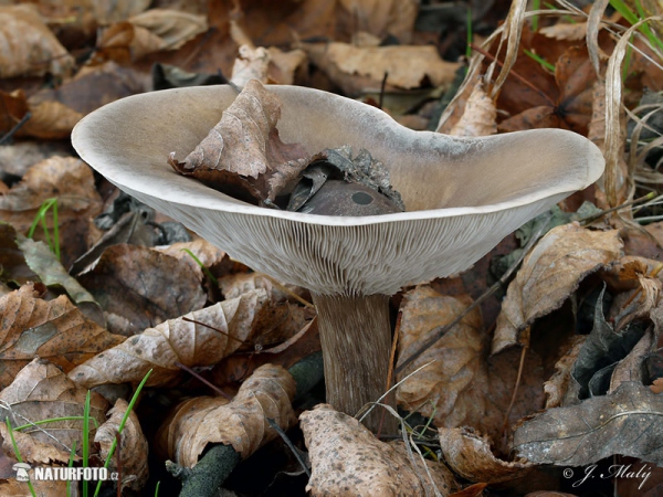 agarico dal piede striato