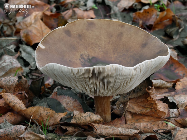 agarico dal piede striato