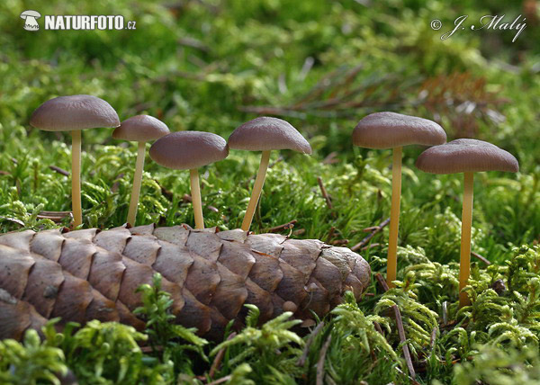 agarico delle pigne