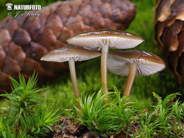 agarico delle pigne