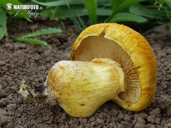 agarico fiammante gigante