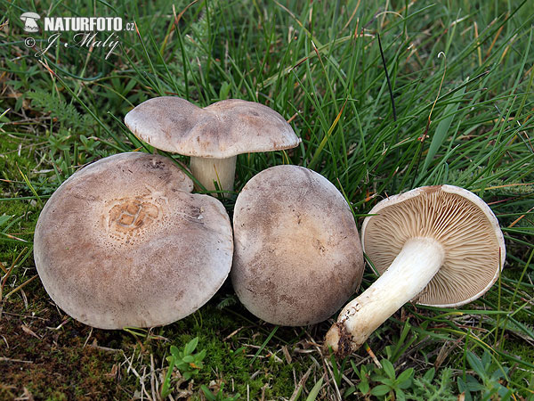 agarico guttulato