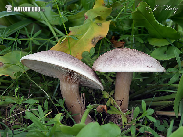 agarico guttulato