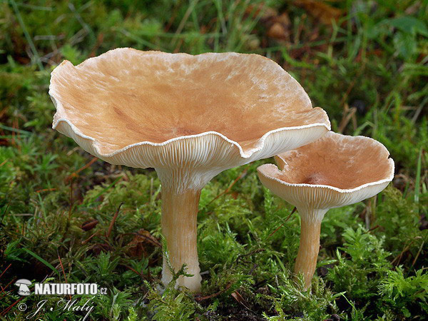 agarico imbutiforme