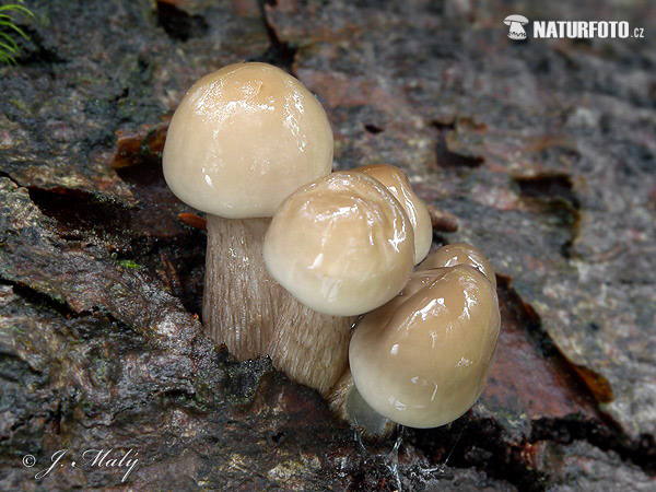 agarico mucoso