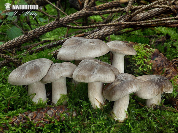 agarico nebbioso