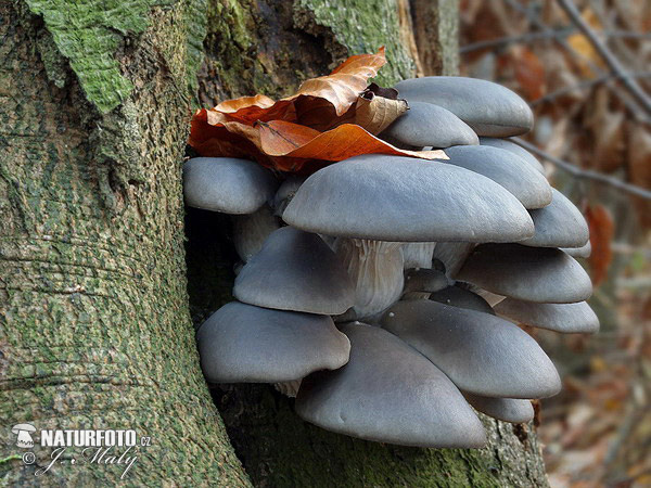 agarico ostreato