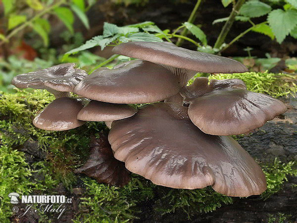 agarico ostreato