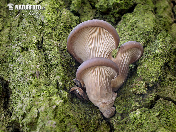 agarico ostreato