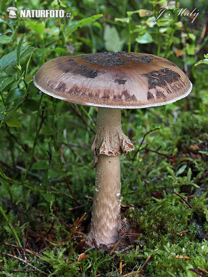 agarico porporino