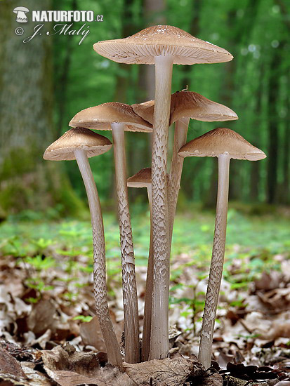 agarico radicato