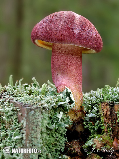 agarico rutilante