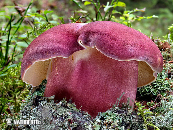 agarico rutilante